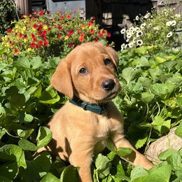 Harry - Yellow male Labrador Retriever puppy in Alger, Ohio from Osborne Family Retrievers