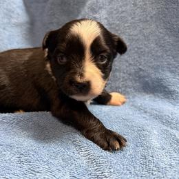 Harper - Red & white female Miniature Australian Shepherd puppy in Mount Airy, Georgia from North Georgia Gems