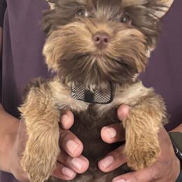 Mack - Yorkshire Terrier