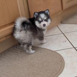 Shady Toy Female Blue Eyes - Black and white female Pomsky puppy in Hurleyville, New York from My Crazy Pomskys