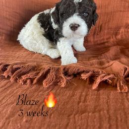 Blaze - Brown male Lagotto Romagnolo puppy in Minster, Ohio from 1880 Lagotto