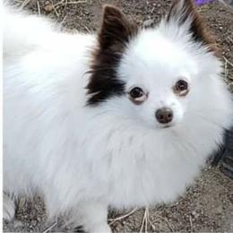 Kota - Pomeranian