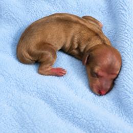 Shaded cream (rabbit size) - Cream male Dachshund puppy in Sebring, Florida from Mini Weenies