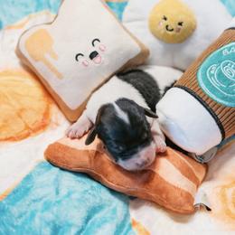 Cavapoo Puppies from Curly Q Cavapoos
