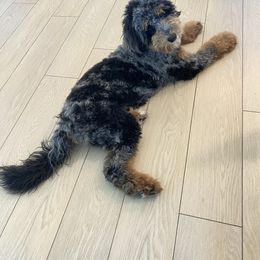 Willow - Aussiedoodle