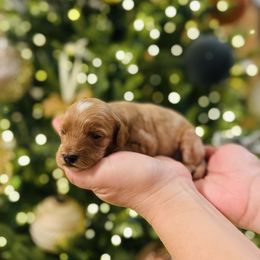 Boy 1 - Apricot male Goldendoodle puppy in Midland, Texas from Doodlealltheway