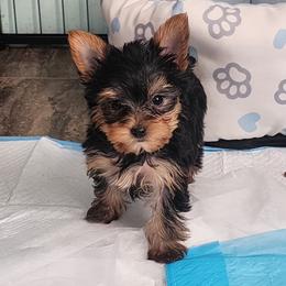 Chanel teacup - Black and tan female Morkie puppy in West Enfield, Maine from GRIFFEY'S SPA AND KENNEL