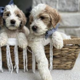 Goldendoodle Puppies from The Doodle House