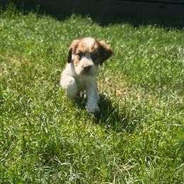 Herbie - Liver white and tan male English Springer Spaniel puppy in Coeur D'alene, Idaho from Springer Hollow
