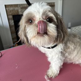 Shih Tzu puppies from Shih Tzus of Springboro LLC.