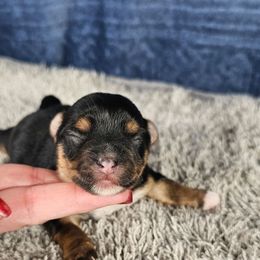 Pup 1 - Black and tan male Yorkshire Terrier puppy in Polk City, Florida from Yorkies by Casey