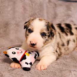 Border Collie Puppies from Wandering Meadows Farm