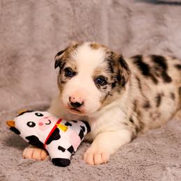 Border Collie Puppies from Wandering Meadows Farm