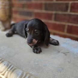 Princess Leia- AKC - Blue and tan female Dachshund puppy in Loganville, Georgia from Royal Dackel Haus
