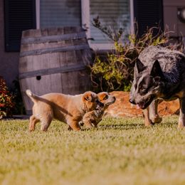 Australian Cattle Dog Puppies from Drakes Australian Cattle Dogs