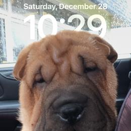 Chinese Shar-Pei Puppies from Blackwitch Farms