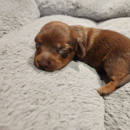 Delilah - Red female Dachshund puppy in Orlando, Florida from Small Batch Doxies