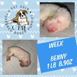 Benny - White male Boxer puppy in Jupiter, Florida from CJM Boston and Boxer Puppies