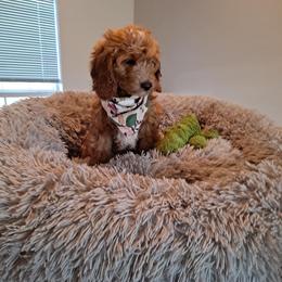 Goldendoodle Puppies from The Doodle grove