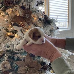 Cavalier King Charles Spaniel Puppies from Mystic Cavaliers & Cavapoos