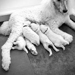 Poodle Puppies from Acqua Standard Poodles