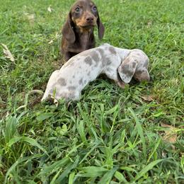 Dachshund All Grown Up from BlackPine Kennels