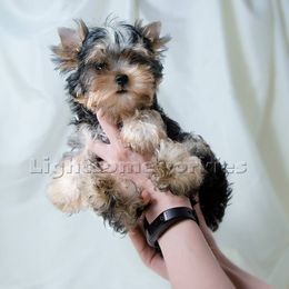 Yorkshire Terrier Puppies from Lightsome Yorkies