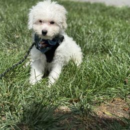 Zues - White male Coton de Tulear puppy in Avery Creek, North Carolina from AVLCOTONLOVE