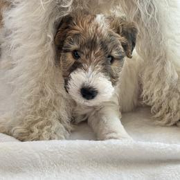 Wire Fox Terrier Puppies from Rick Cavanaugh