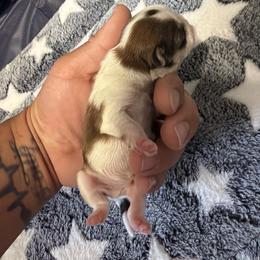 Luis G - Liver and white male Shih Tzu puppy in Apple Valley, California from Garcia_shihtzu