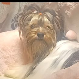 Saraï - Black tan and white Biewer Terrier puppy in Yelm, Washington from Yelm Biewers