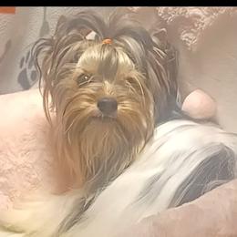 Saraï - Black tan and white Biewer Terrier puppy in Yelm, Washington from Yelm Biewers