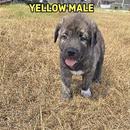 Boy 4 - male Anatolian Shepherd Dog puppy in Kemp, Texas from Lively Acres Anatolians