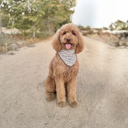 Goldendoodle All Grown Up from Goldendoodle Pals