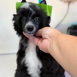 Lupine - Black and white male Chinese Crested puppy in Sweet Home, Oregon from Rhapsody Poodles & Cresteds