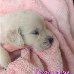 Pink Girl - Light golden female Golden Retriever puppy in Peoria, Arizona from Nordic Woof's Golden Retrievers