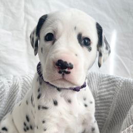 Pepper HUA - White black and tan Dalmatian puppy in Franklin, Tennessee from Gentry’s Dalmatians
