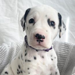 Pepper HUA - White black and tan Dalmatian puppy in Franklin, Tennessee from Gentry’s Dalmatians