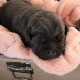 Faith - Chocolate female Labrador Retriever puppy in Camden, Indiana from Camden's Caring Canines