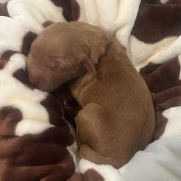 Boy 1 - Dark golden male Golden Retriever puppy in Sentinel, Oklahoma from Tux Goldens