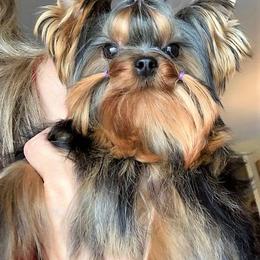 Yorkshire Terrier Puppies from Panache Yorkies