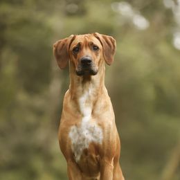 Rhodesian Ridgeback All Grown Up from Evolution Rhodesian Ridgebacks