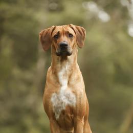 Rhodesian Ridgeback All Grown Up from Evolution Rhodesian Ridgebacks
