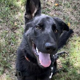 Ruger - German Shepherd