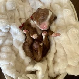 Holly - Red  female Goldendoodle puppy in Apopka, Florida from The Classic Doodle