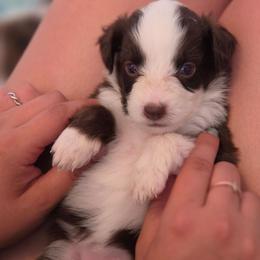 Chorizo - Brown and white female Aussiedoodle puppy in Lithia, Florida from Waterford Doodle Farm