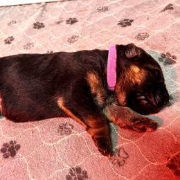 Girl 3 - Black and red female German Shepherd puppy in Puyallup, Washington from Majestic Royal German Shepherd’s