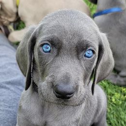 Weimaraners from Touch of Grey Weimaraners