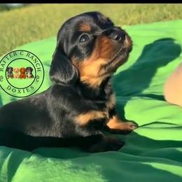 CBM4 - Black and tan male Dachshund puppy in Carthage, Texas from Rafter C Ranch Doxies