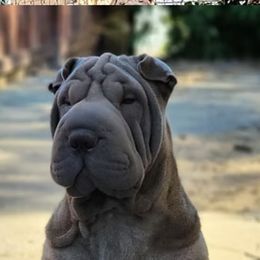 Mai - Chinese Shar-Pei